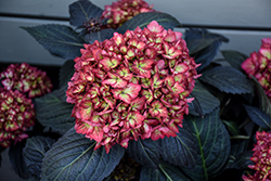 Eclipse Hydrangea (Hydrangea macrophylla 'BAILMACSEVEN') at Canadale Nurseries