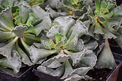 Crinkle-leaf Plant (Adromischus cristatus) at Canadale Nurseries