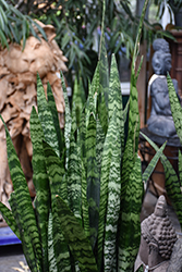Striped Snake Plant (Sansevieria trifasciata 'Laurentii') at Canadale Nurseries