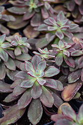 Maruba Benitsukasa Painted Echeveria (Echeveria nodulosa 'Maruba Benitsukasa') at Canadale Nurseries