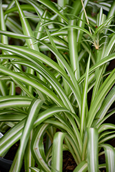 Variegated Spider Plant (Chlorophytum comosum 'Variegatum') at Canadale Nurseries