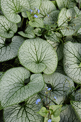 Sterling Silver Bugloss (Brunnera macrophylla 'Sterling Silver') at Canadale Nurseries