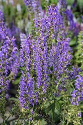 Blue By You Meadow Sage (Salvia nemorosa 'Balsalbyu') at Canadale Nurseries