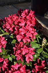 Nova Zembla Rhododendron (Rhododendron 'Nova Zembla') at Canadale Nurseries