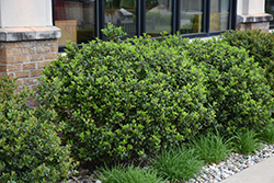 Blue Prince Meserve Holly (Ilex x meserveae 'Blue Prince') at Canadale Nurseries