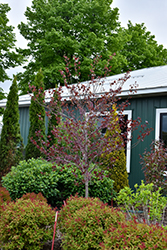 Midnight Express Redbud (Cercis canadensis 'RNI-RCC3') at Canadale Nurseries