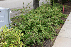 Jolene Jolene Beautybush (Kolkwitzia amabilis 'SMNKADTF') at Canadale Nurseries