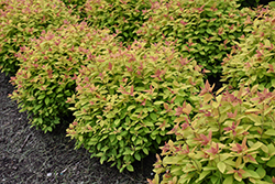 Double Play Big Bang Spirea (Spiraea 'Tracy') at Canadale Nurseries