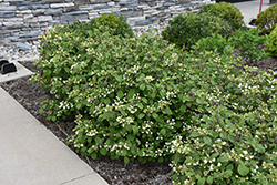 Steady Eddy Doublefile Viburnum (Viburnum plicatum 'NCVP1') at Canadale Nurseries