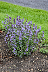 Purrsian Blue Catmint (Nepeta x faassenii 'Purrsian Blue') at Canadale Nurseries