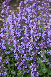 Cat's Pajamas Catmint (Nepeta 'Cat's Pajamas') at Canadale Nurseries