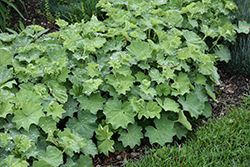Lady's Mantle (Alchemilla mollis) at Canadale Nurseries