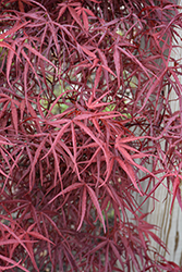 Hubb's Red Willow Japanese Maple (Acer palmatum 'Hubb's Red Willow') at Canadale Nurseries