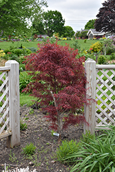 Hubb's Red Willow Japanese Maple (Acer palmatum 'Hubb's Red Willow') at Canadale Nurseries