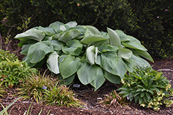 Shadowland Empress Wu Hosta (Hosta 'Empress Wu') at Canadale Nurseries