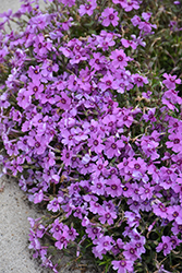 Eye Shadow Creeping Phlox (Phlox subulata 'Eye Shadow') at Canadale Nurseries