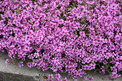 Eye Caramba Creeping Phlox (Phlox subulata 'Eye Caramba') at Canadale Nurseries