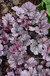 Smoke and Mirrors Coral Bells (Heuchera 'Smoke And Mirrors') at Canadale Nurseries