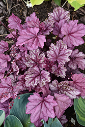 Pink Panther Coral Bells (Heuchera 'Pink Panther') at Canadale Nurseries