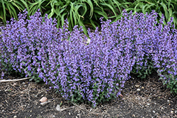 Cat's Pajamas Catmint (Nepeta 'Cat's Pajamas') at Canadale Nurseries