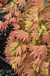 Autumn Moon Full Moon Maple (Acer shirasawanum 'Autumn Moon') at Canadale Nurseries