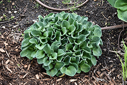 Blue Mouse Ears Hosta (Hosta 'Blue Mouse Ears') at Canadale Nurseries