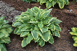 Shadowland Hope Springs Eternal Hosta (Hosta 'Hope Springs Eternal') at Canadale Nurseries