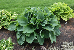 Blue Angel Hosta (Hosta 'Blue Angel') at Canadale Nurseries