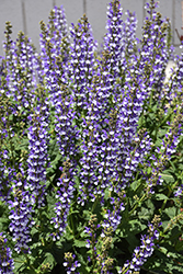 Color Spires Azure Snow Sage (Salvia 'Azure Snow') at Canadale Nurseries
