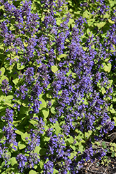 Chartreuse On The Loose Catmint (Nepeta 'Chartreuse On The Loose') at Canadale Nurseries