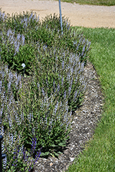 Perfect Profusion Meadow Sage (Salvia nemorosa 'Perfect Profusion') at Canadale Nurseries