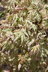 Floating Cloud Japanese Maple (Acer palmatum 'Ukigumo') at Canadale Nurseries