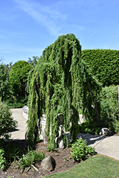 Weeping European Larch (Larix decidua 'Pendula') at Canadale Nurseries