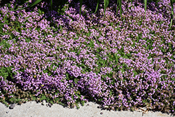 Elfin Creeping Thyme (Thymus praecox 'Elfin') at Canadale Nurseries