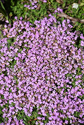 Elfin Creeping Thyme (Thymus praecox 'Elfin') at Canadale Nurseries