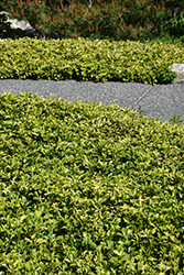 Japanese Spurge (Pachysandra terminalis) at Canadale Nurseries