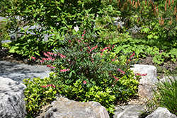 Valentine Bleeding Heart (Dicentra spectabilis 'Hordival') at Canadale Nurseries