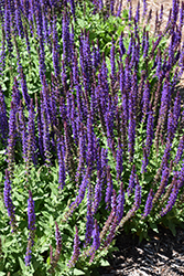 East Friesland Sage (Salvia nemorosa 'East Friesland') at Canadale Nurseries