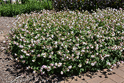 Biokovo Cranesbill (Geranium x cantabrigiense 'Biokovo') at Canadale Nurseries