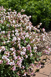 Biokovo Cranesbill (Geranium x cantabrigiense 'Biokovo') at Canadale Nurseries