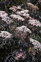 Black Lace Elder (Sambucus nigra 'Eva') at Canadale Nurseries