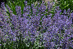 Junior Walker Catmint (Nepeta x faassenii 'Novanepjun') at Canadale Nurseries