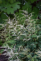 Misty Lace Goatsbeard (Aruncus 'Misty Lace') at Canadale Nurseries