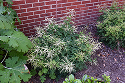 Misty Lace Goatsbeard (Aruncus 'Misty Lace') at Canadale Nurseries