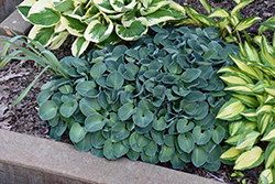 Blue Mouse Ears Hosta (Hosta 'Blue Mouse Ears') at Canadale Nurseries