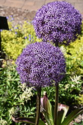 Globemaster Ornamental Onion (Allium 'Globemaster') at Canadale Nurseries