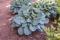 Big Daddy Hosta (Hosta 'Big Daddy') at Canadale Nurseries