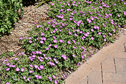 Max Frei Cranesbill (Geranium sanguineum 'Max Frei') at Canadale Nurseries