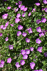 Max Frei Cranesbill (Geranium sanguineum 'Max Frei') at Canadale Nurseries