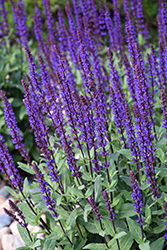 Caradonna Sage (Salvia nemorosa 'Caradonna') at Canadale Nurseries